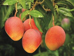 Lee más sobre el artículo Maximiza la floración de tu cultivo de mango con DISAN Agro