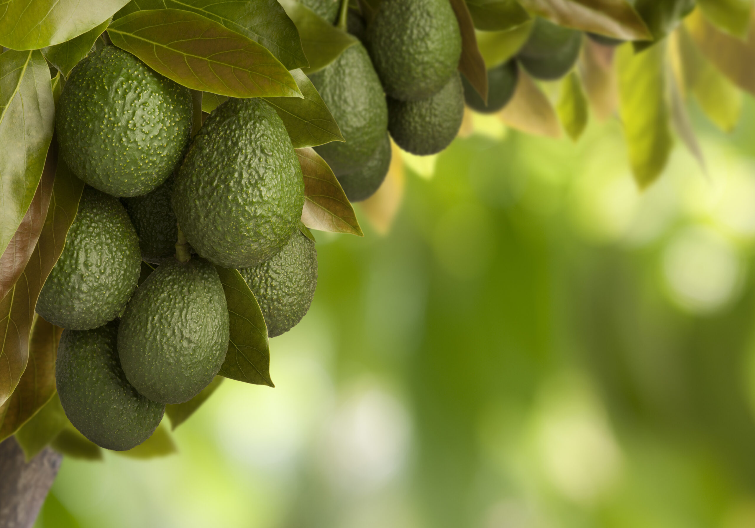 Lee más sobre el artículo Potenciando el Rendimiento de tus cultivos con Bioestimulantes Agrícolas