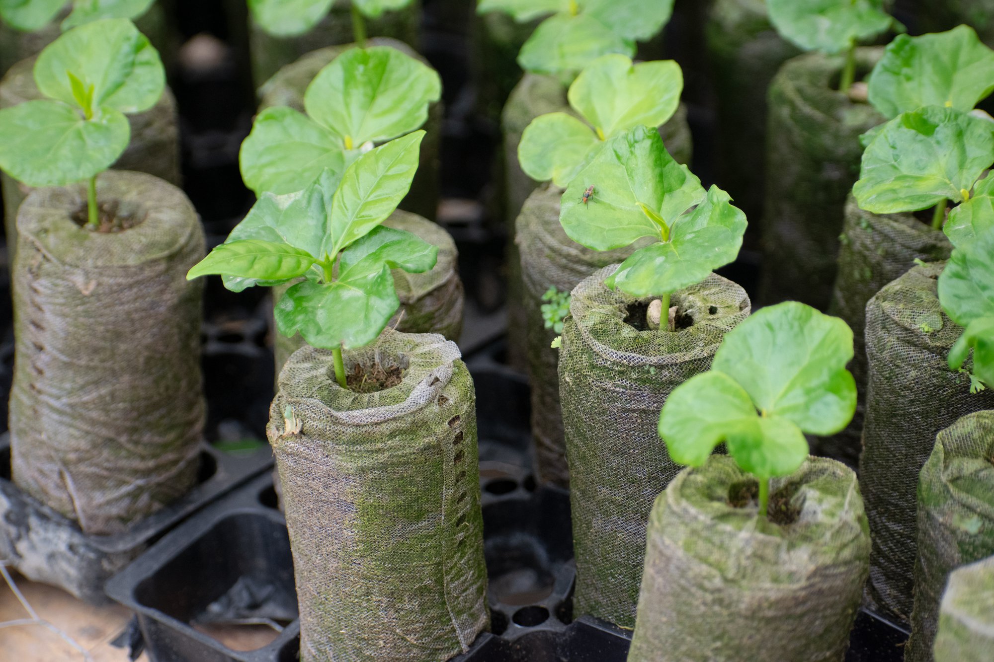 Lee más sobre el artículo Jiffy Pellets: En DISAN Agro y Jiffy nos sumamos por un futuro sin bolsas plásticas